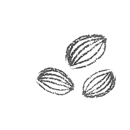 ilustracion-notas-cardamomo