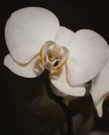 Tom Ford - Black Orchid