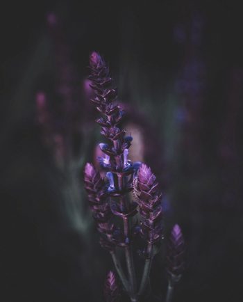 Dior - Sauvage