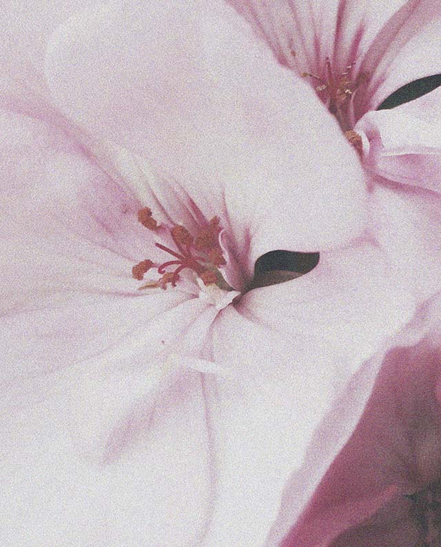 Cacharel - amor amor