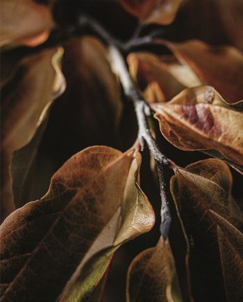 Tom Ford - Tobacco Vanille